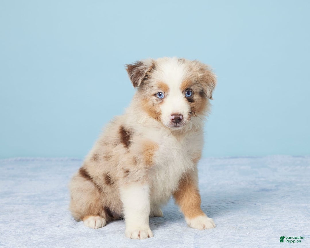 Australian Shepherd dogs for sale: Lola - Image 5