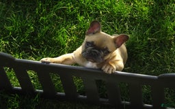 French Bulldog dogs for sale: Buddy - Image 11
