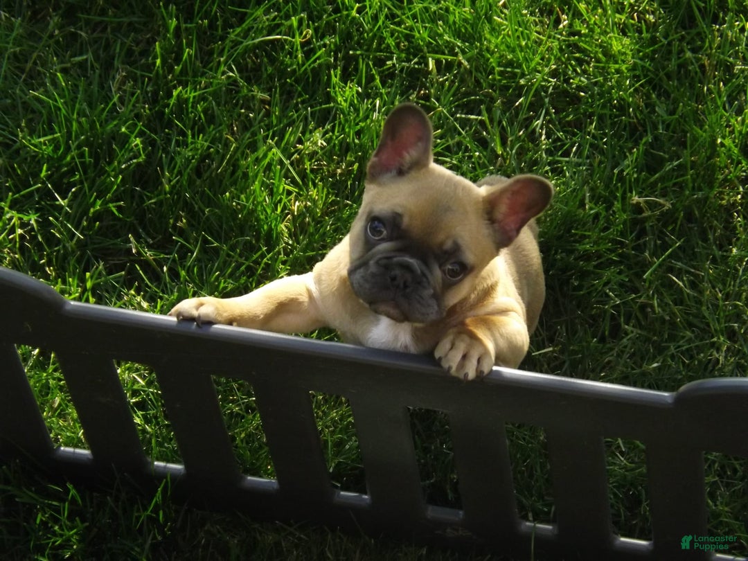French Bulldog dogs for sale: Buddy - Image 11