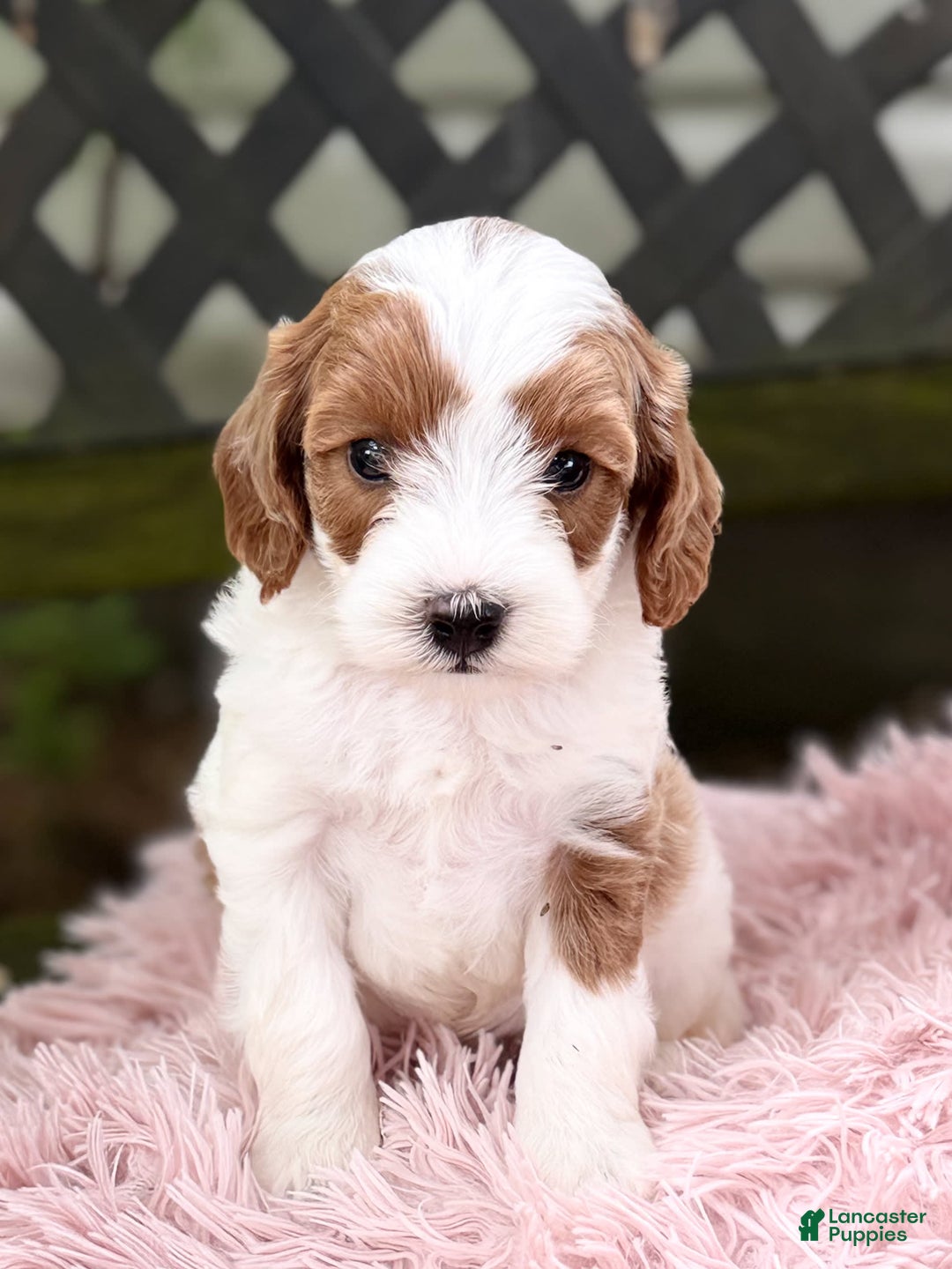 Cavapoo dogs for sale: Brady - Image 9