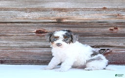 Miniature Poodle dogs for sale: Mac - Image 3