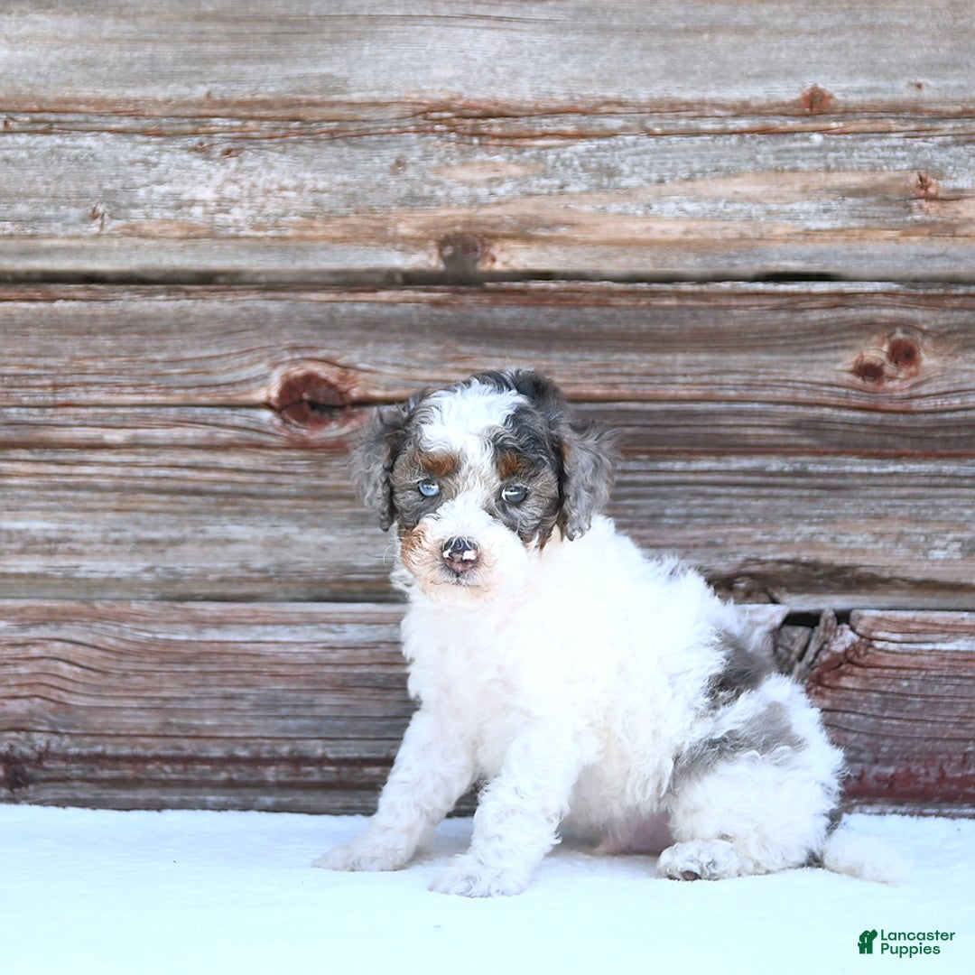 Miniature Poodle dogs for sale: Mac - Image 3