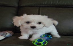 Cavachon dogs for sale: Justice - Image 5