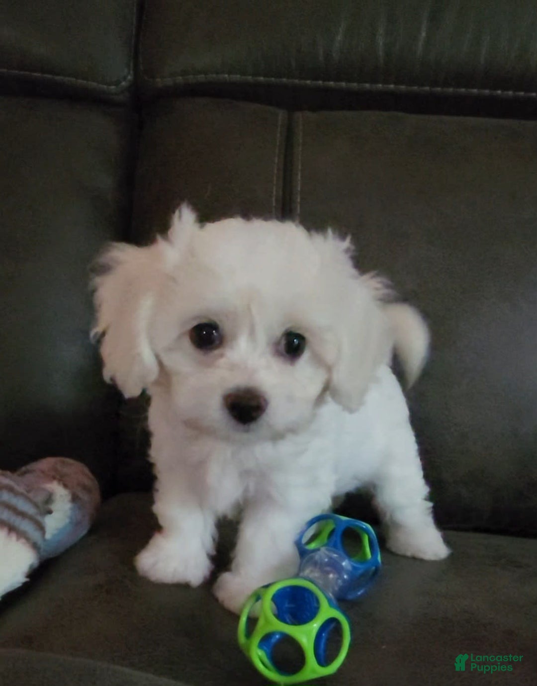 Cavachon dogs for sale: Justice - Image 5