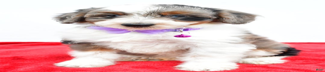 Lily
