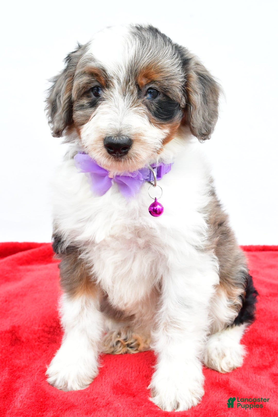 Mini Aussiedoodle dogs for sale: Lily - Image 4