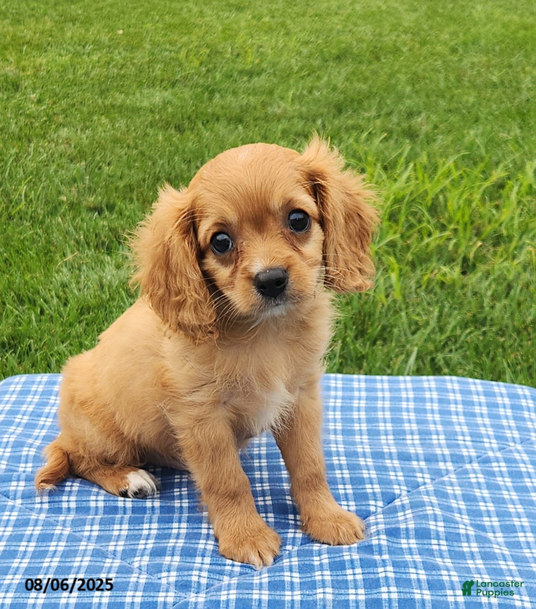 Cavapoo dogs for sale: Miles - Image 5