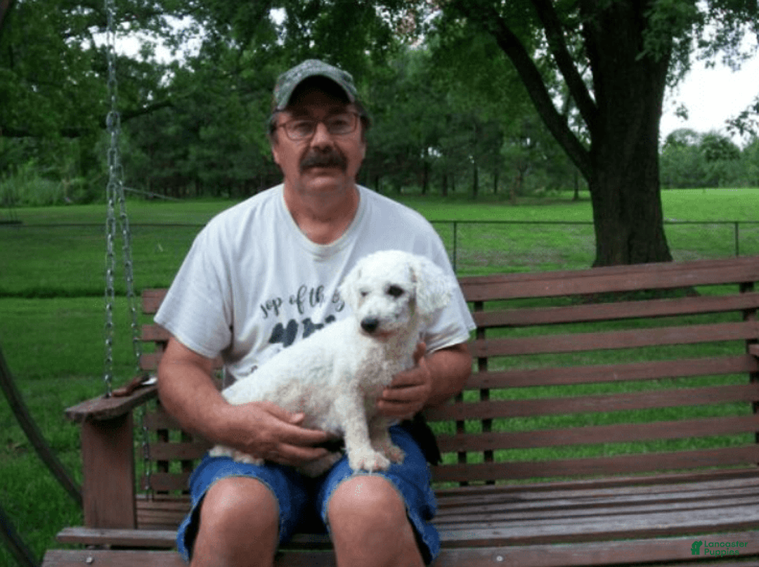 Cavachon dogs for sale: Boots - Image 12