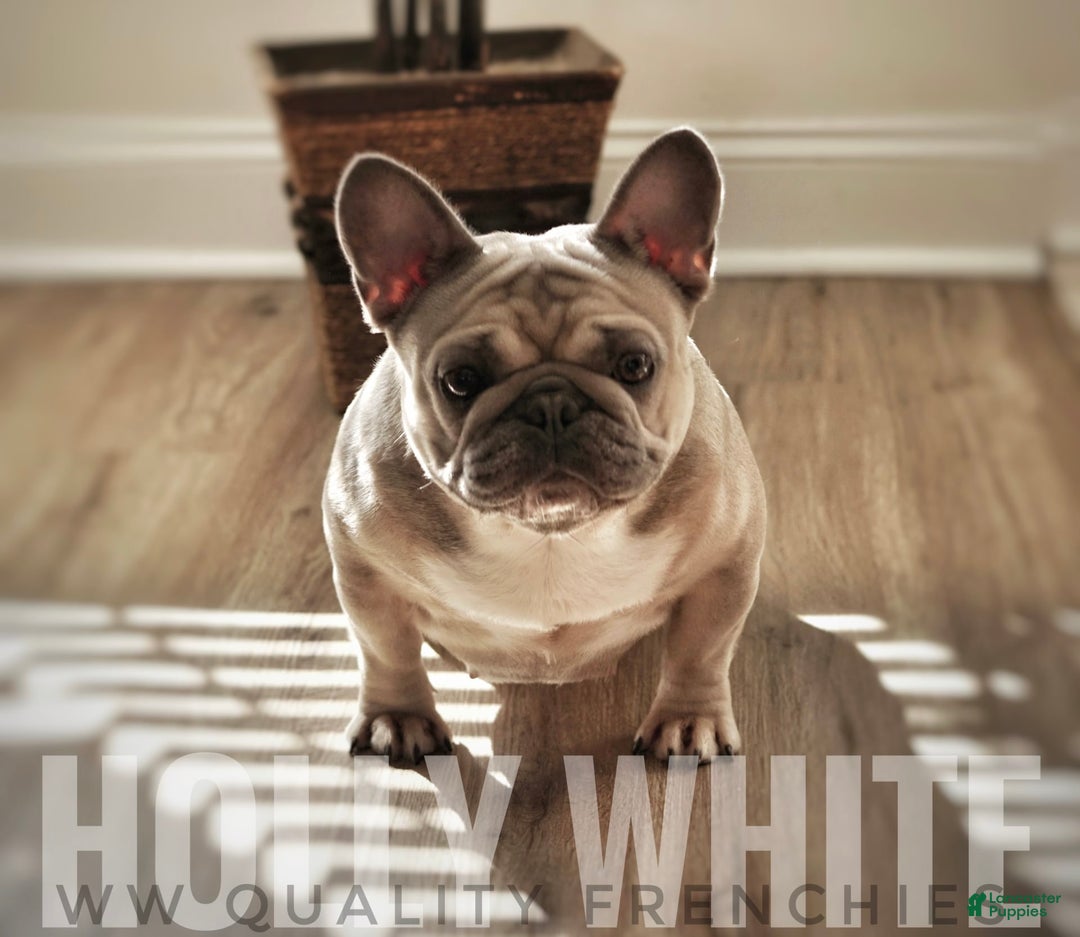 French Bulldog dogs for sale: Frank White - Image 11