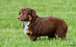 Australian Shepherd dogs for sale: CoCo - Image 10
