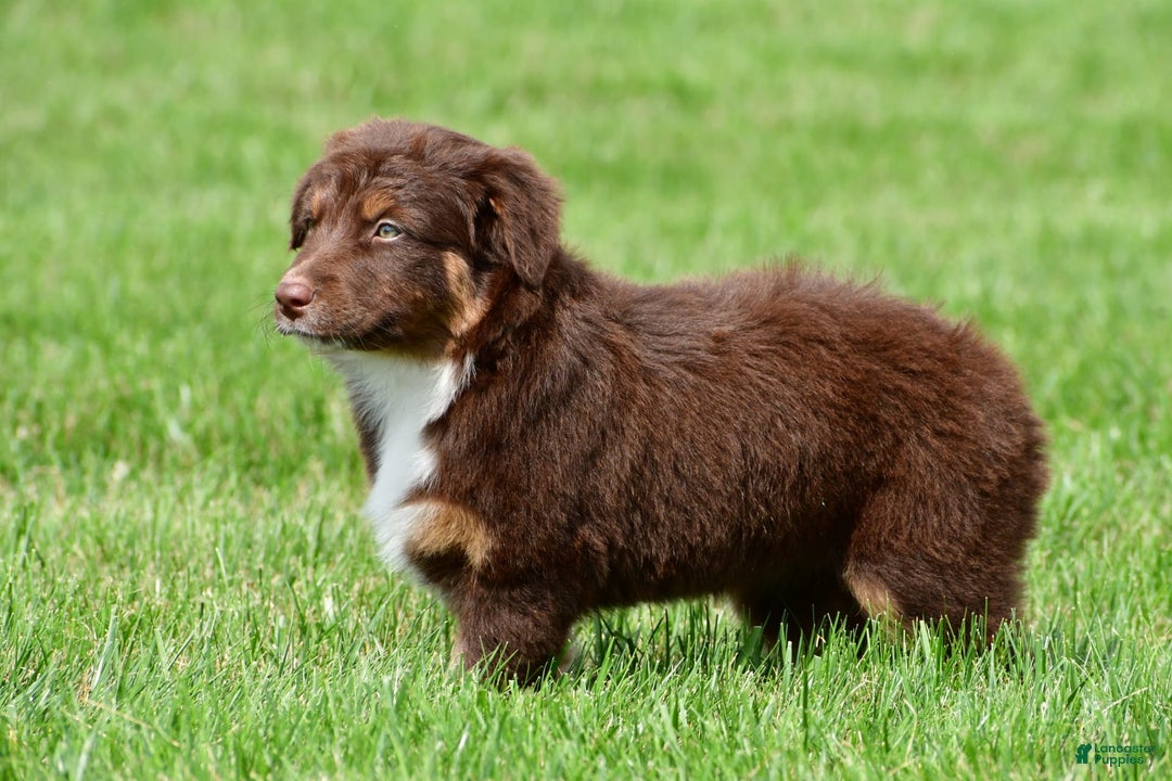 Australian Shepherd dogs for sale: CoCo - Image 10