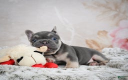 French Bulldog dogs for sale: French Bulldog 6 puppies - Image 36