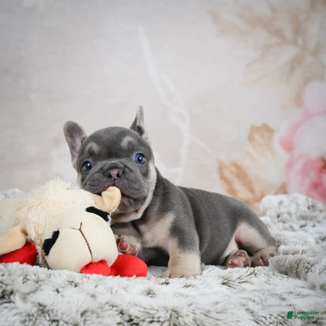 French Bulldog dogs for sale: French Bulldog 6 puppies - Image 36