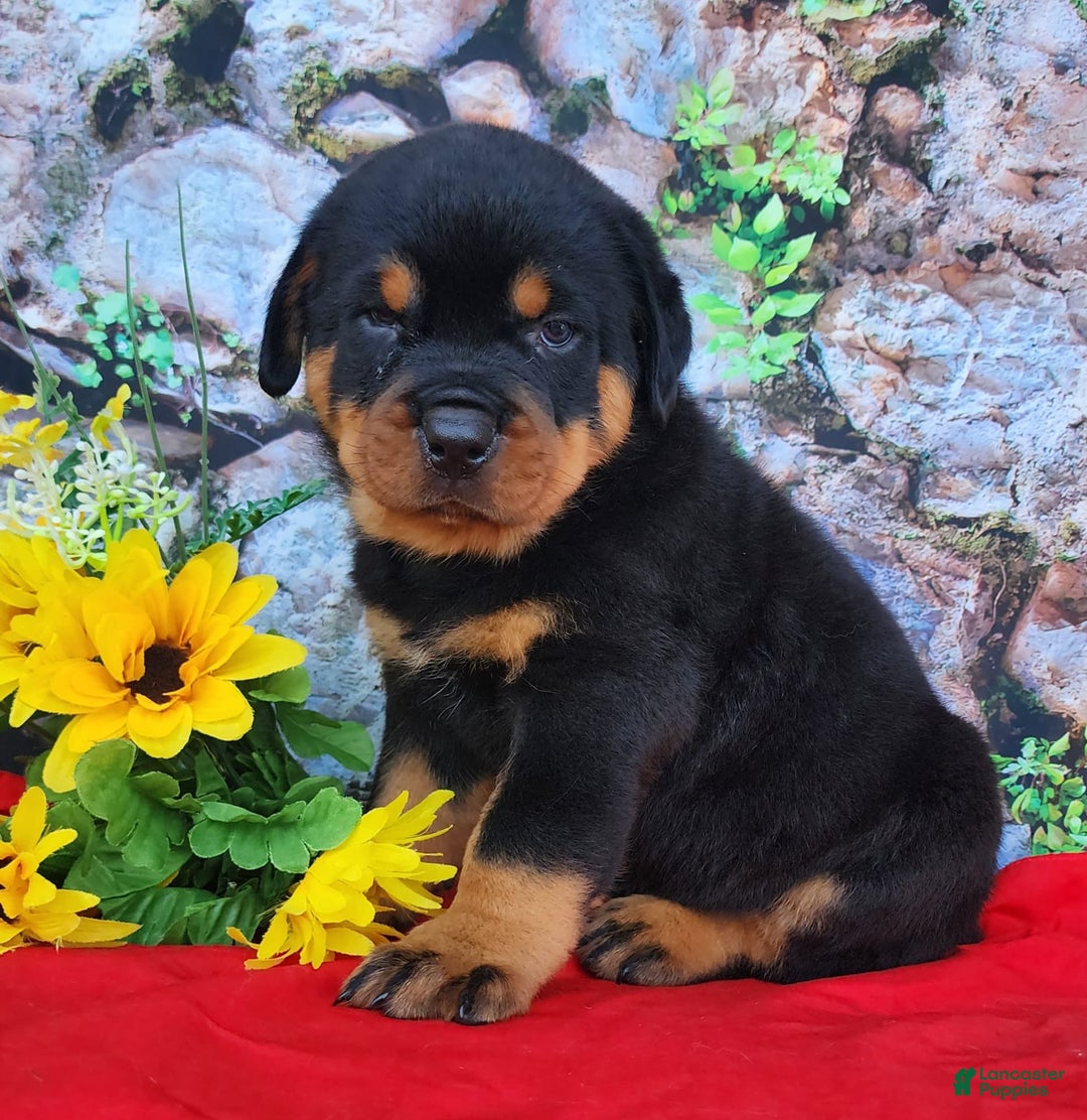Rottweiler dogs for sale: Sparky - Image 3