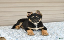 Gerberian Shepsky dogs for sale: Jack - Image 2