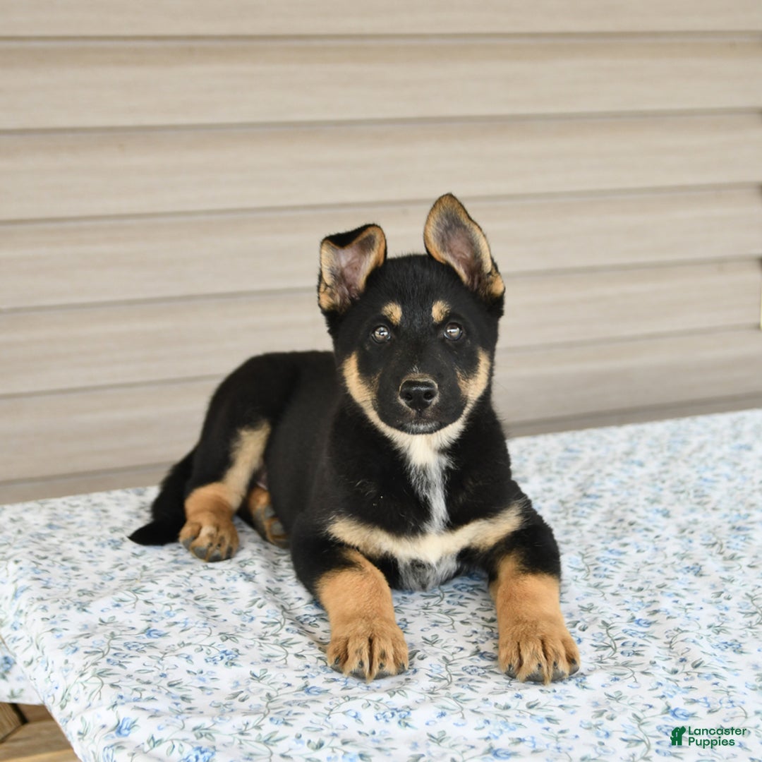 Gerberian Shepsky dogs for sale: Jack - Image 2