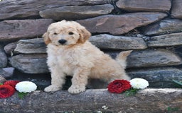Mini Goldendoodle dogs for sale: Zach - Image 2
