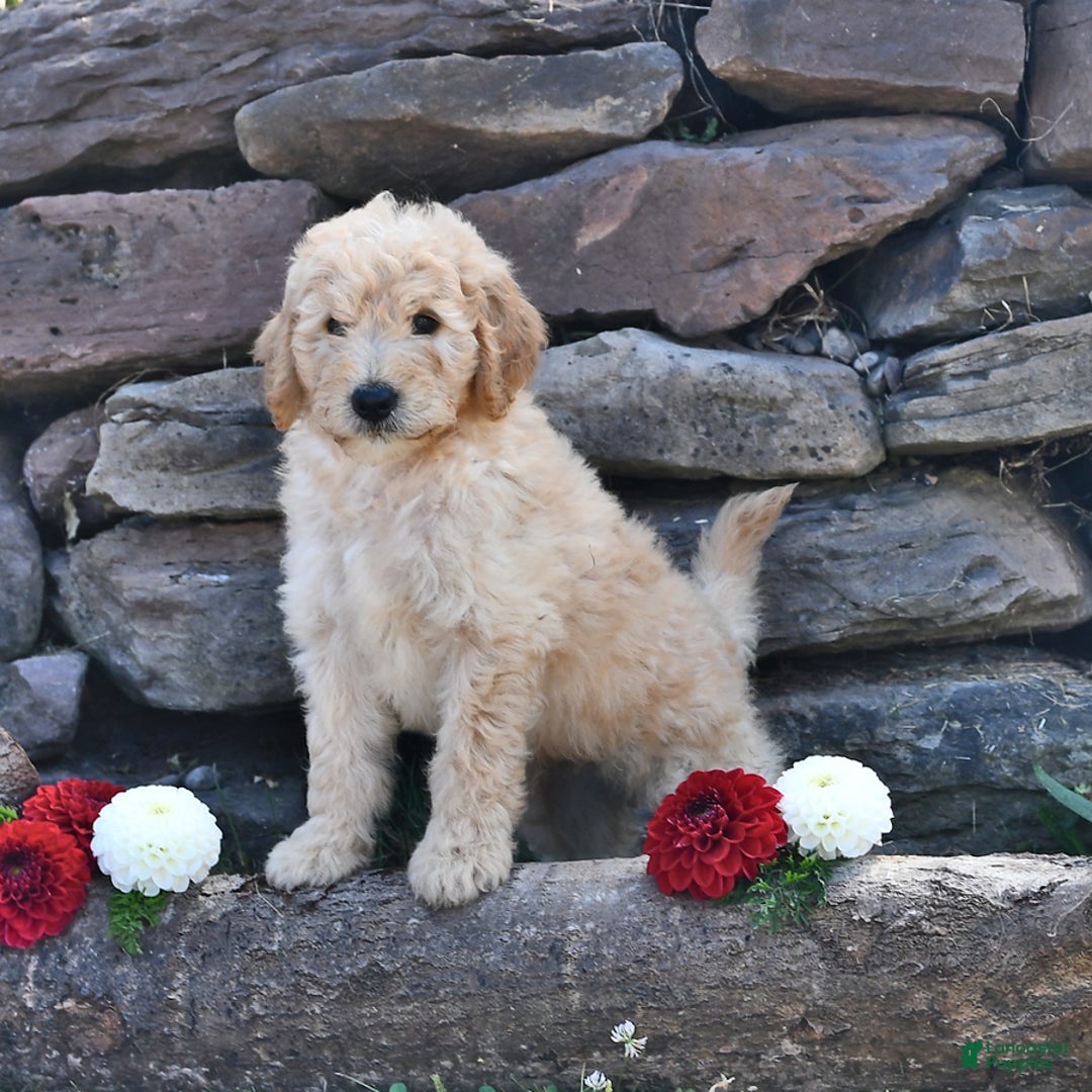 Mini Goldendoodle dogs for sale: Zach - Image 2