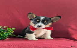 Welsh Corgi Pembroke dogs for sale: Kendrik - Image 3