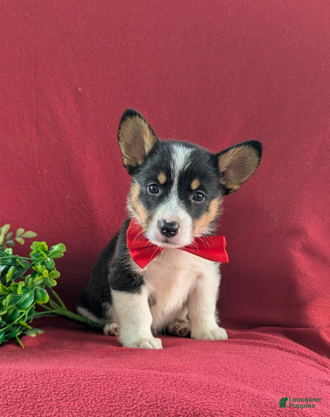 Welsh Corgi Pembroke dogs for sale: Kendrik - Image 3