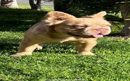 French Bulldog dogs for sale: Birkin - Image 12