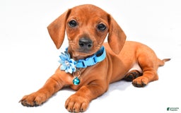 Miniature Dachshund dogs for sale: Isabella - Image 1