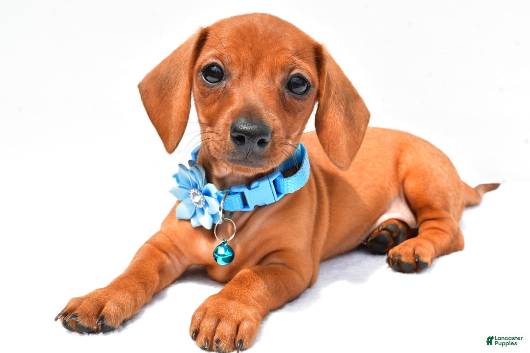 Miniature Dachshund dogs for sale: Isabella - Image 1