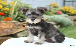 Miniature Schnauzer dogs for sale: Ocean - Image 1
