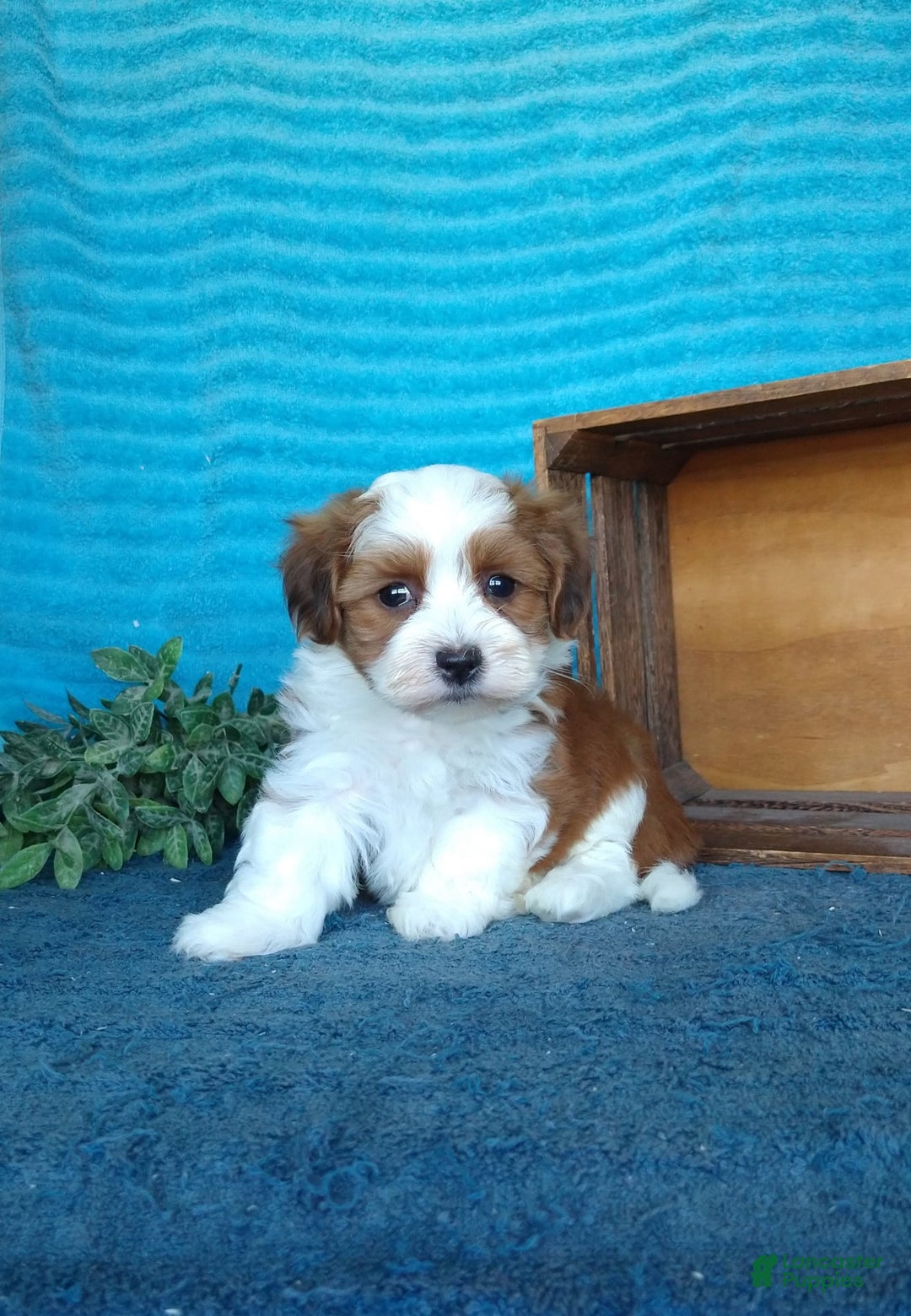 Havanese dogs for sale: Chase - Image 5