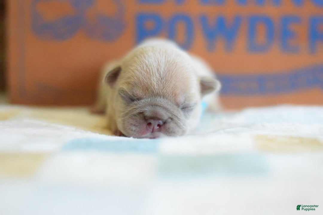 French Bulldog dogs for sale: Blue collar - Image 7