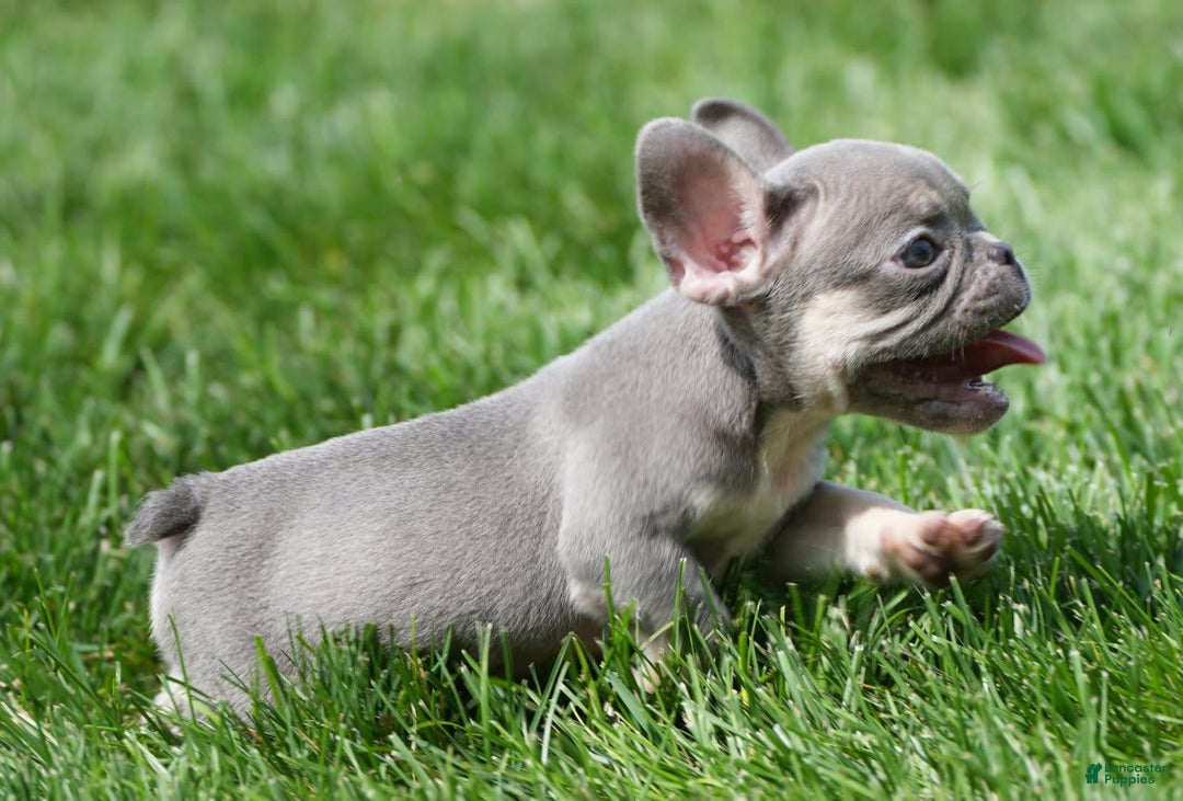 French Bulldog dogs for sale: A J - Image 1
