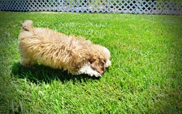 Havapoo dogs for sale: Webster - Image 3