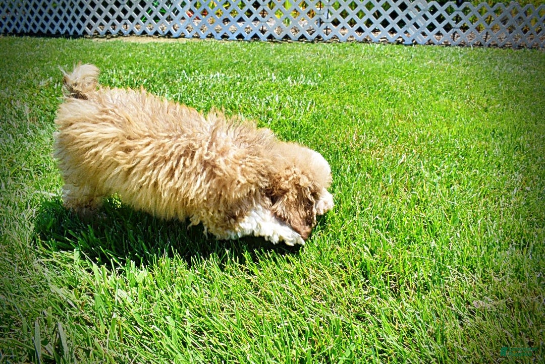 Havapoo dogs for sale: Webster - Image 3