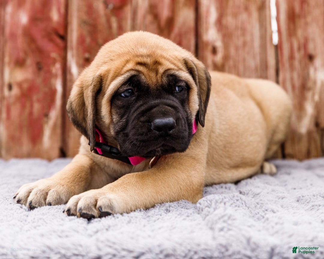 English Mastiff dogs for sale: Hadley - Image 12