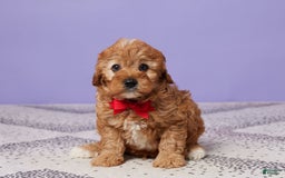 Cavapoo dogs for sale: Captain - Image 3
