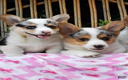 Welsh Corgi Pembroke dogs for sale: Georgie - Image 4