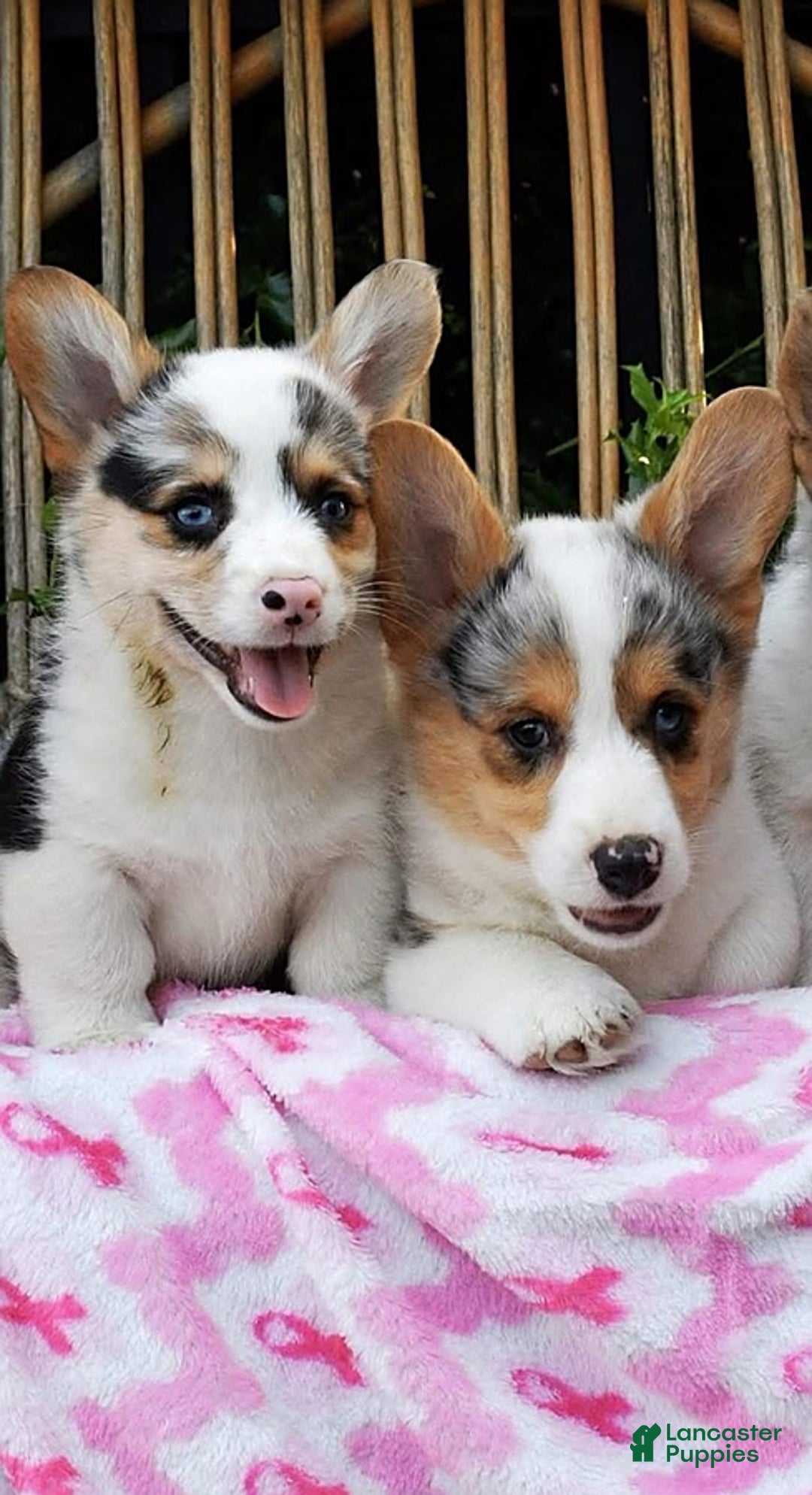 Welsh Corgi Pembroke dogs for sale: Georgie - Image 4