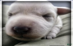 Miniature Schnauzer dogs for sale: Herbert - Image 12