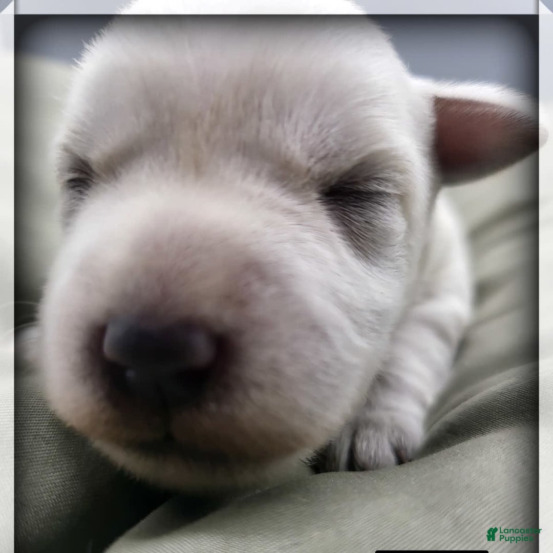 Miniature Schnauzer dogs for sale: Herbert - Image 12