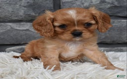 Cavalier King Charles Spaniel dogs for sale: Blaze - Image 5
