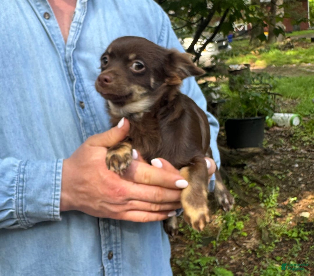 Chihuahua dogs for sale: Hershey - Image 2
