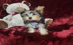 Yorkshire Terrier dogs for sale: Maui - Image 10