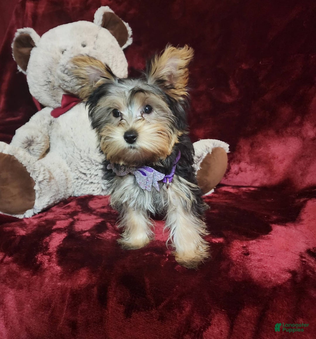 Yorkshire Terrier dogs for sale: Maui - Image 10
