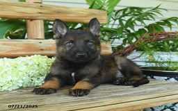German Shepherd dogs for sale: German Shepherd 10 puppies - Image 12