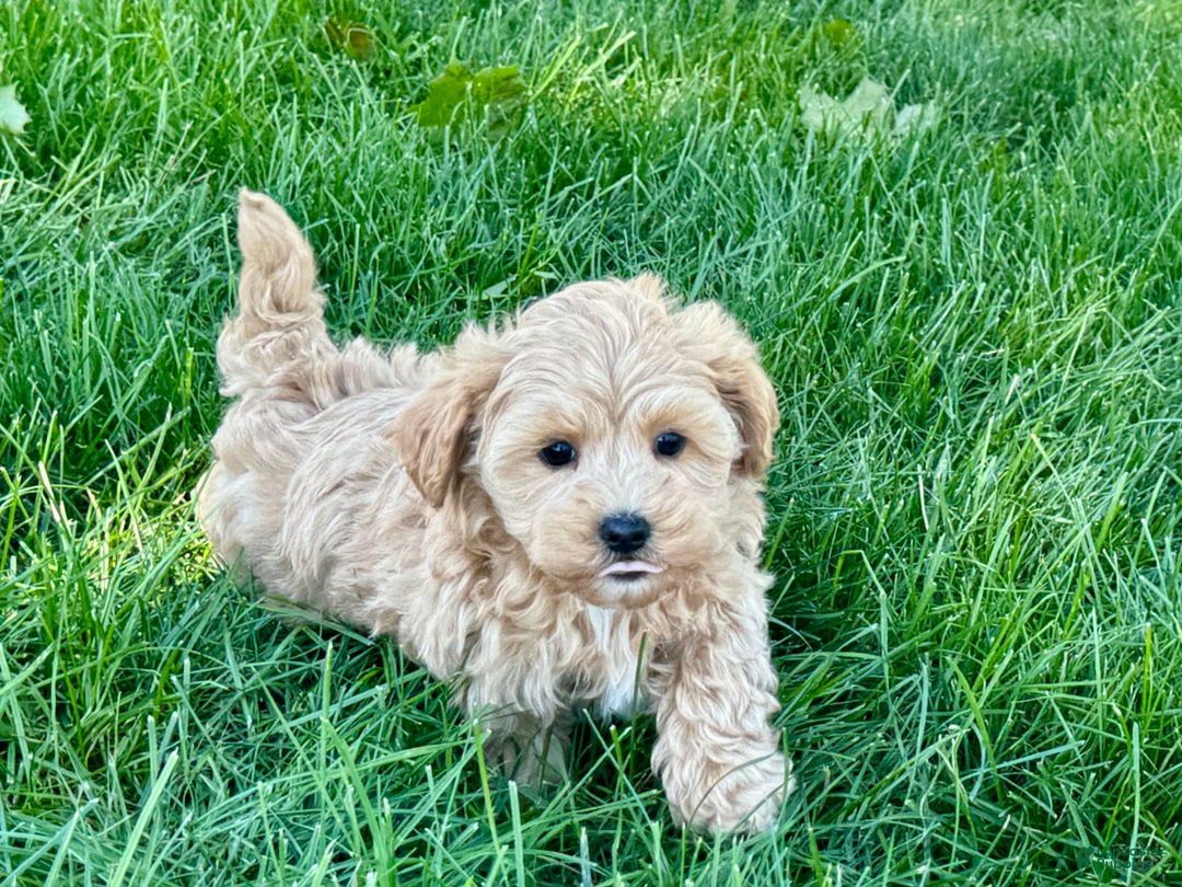 Maltipoo dogs for sale: Bennie - Image 8