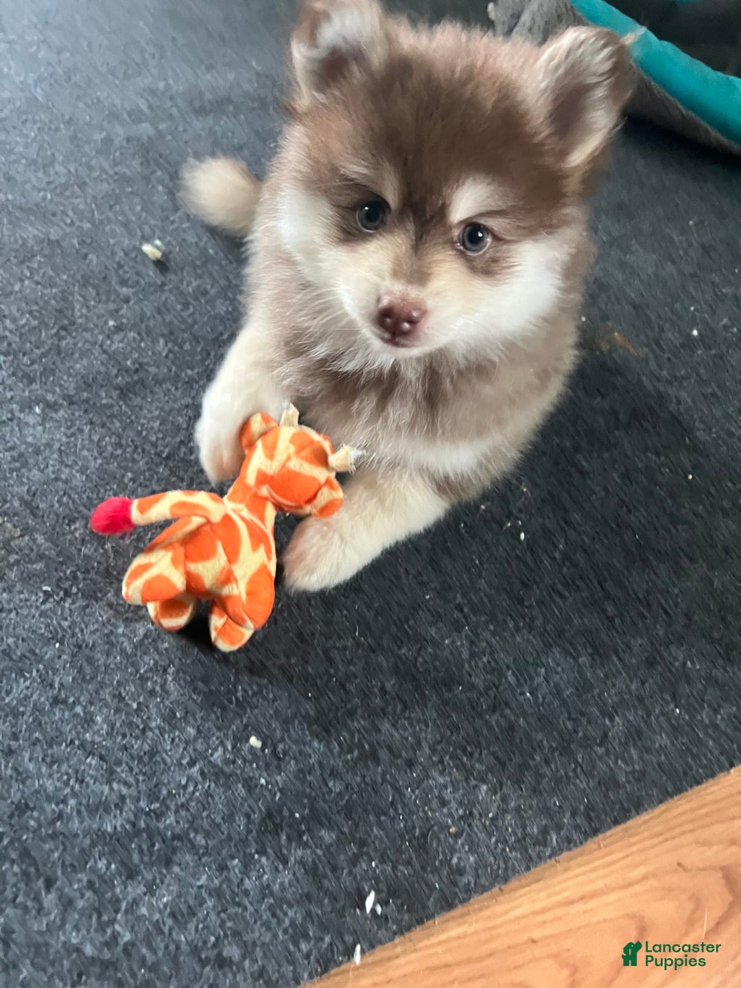 Pomsky dogs for sale: Dove - Image 1