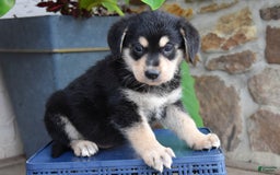 Miniature Bernese Mountain Dog dogs for sale: Trisha - Image 2