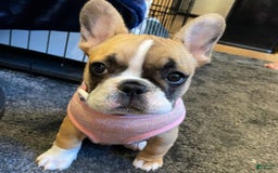 French Bulldog dogs for sale: Kaycia - Image 1