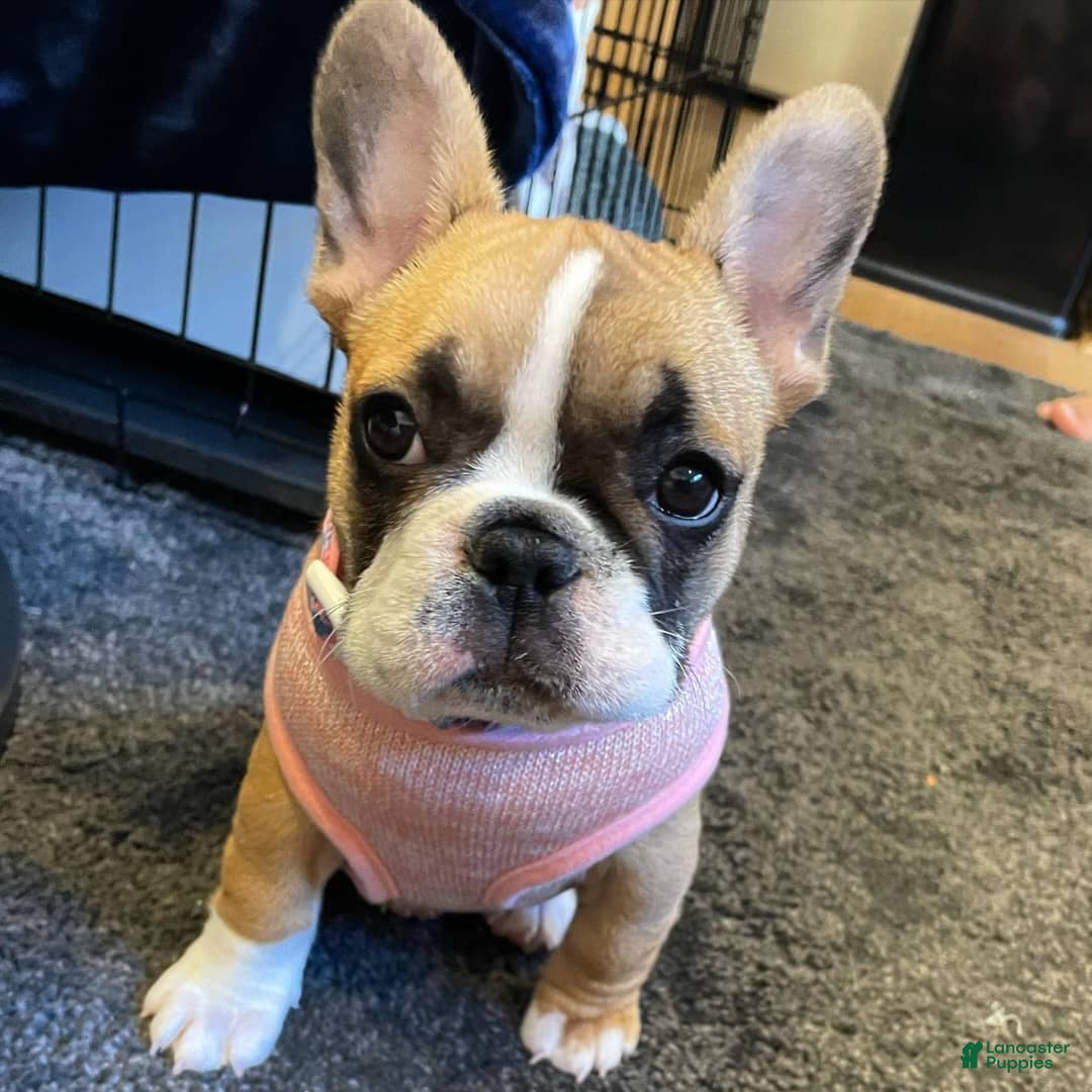 French Bulldog dogs for sale: Kaycia - Image 1