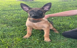 Belgian Malinois dogs for sale: Denny - Image 7